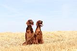 SETTER IRLANDAIS 047